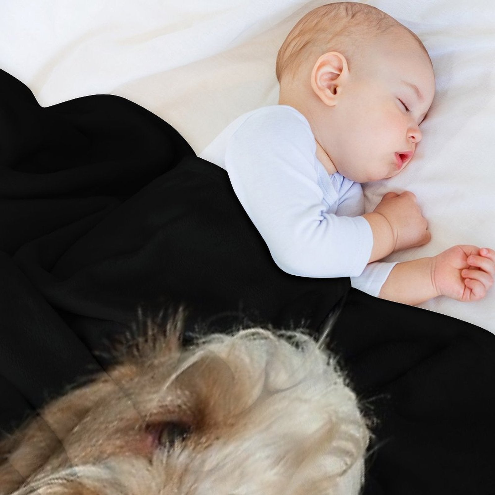 Head Tilt Spinone – Curious Gaze by Heidiannemorris © Premium Throw Blanket