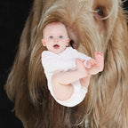 Head Tilt Spinone – Curious Gaze by Heidiannemorris © Premium Throw Blanket